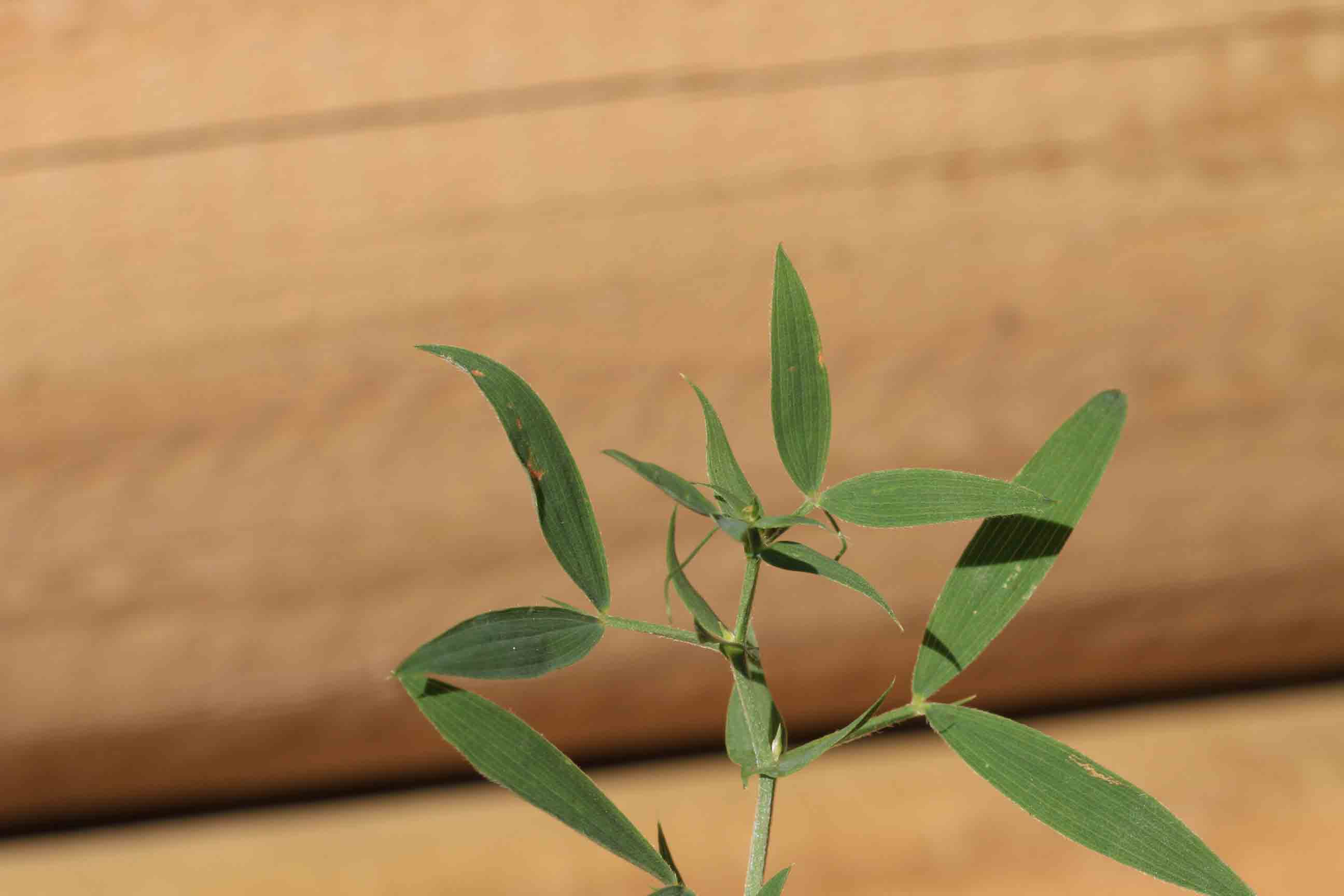 Lathyrus sylvestris